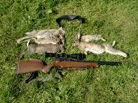 5 rabbits on the game carrier