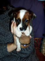 Digger (aged 7wks)