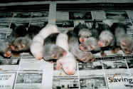 5 week old ferrets