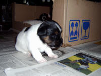 3 week old