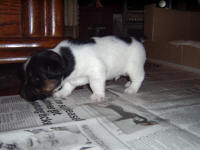 3 week old