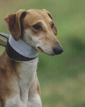The lurcher website