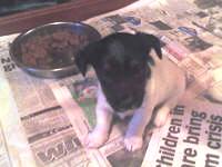 5 week old
